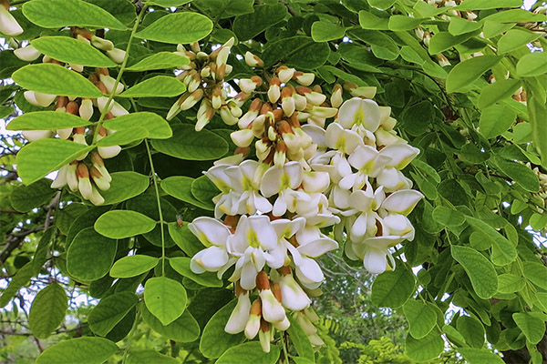 Acacia blanca en medicina tradicional