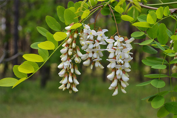 Acacia blanc