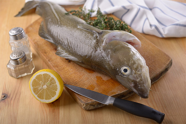 ما هو سمك القد المفيد