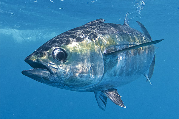 Intressanta fakta om tonfisk