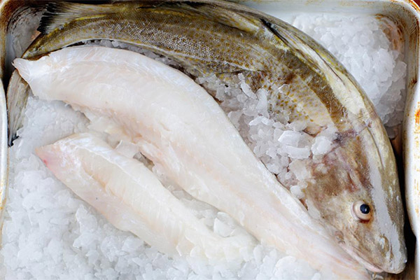 كيفية اختيار وتخزين سمك القد