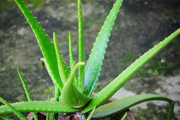 Aloe's helbredende egenskaber