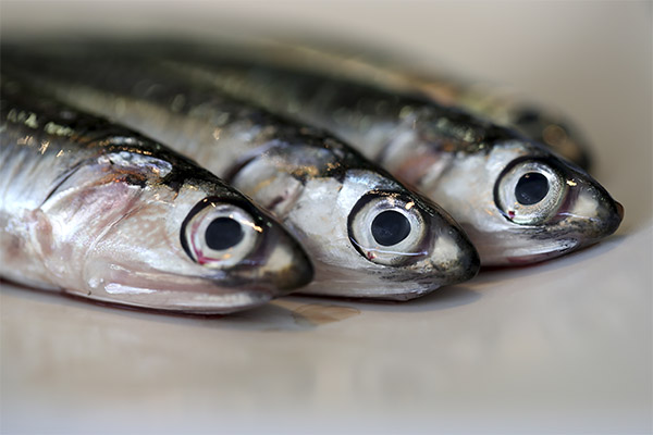 Lợi ích và tác hại của cá cơm