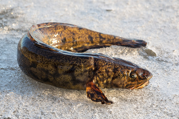 The benefits and harms of burbot