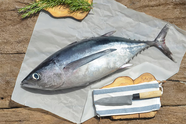 Fördelar och skador på tonfisk