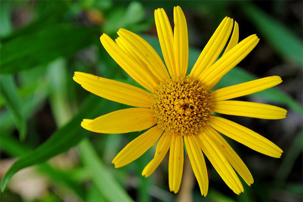 The use of arnica in cosmetology