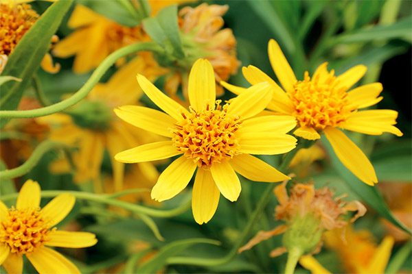 The use of arnica in traditional medicine