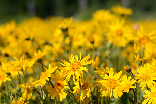 Contraindications to the use of arnica