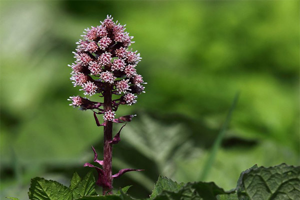 Contraindications to butterbur use