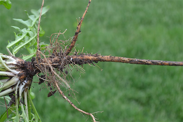 Kontraindikasi terhadap penggunaan akar dandelion