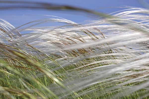 Contre-indications à l'utilisation de l'herbe à plumes