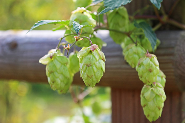 Contraindications to the use of hop cones