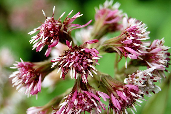 Types of medicinal compounds with butterbur