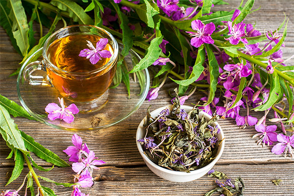 Tipos de compuestos medicinales con té Ivan