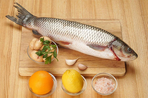 Vad är användbart fisk vit cupid