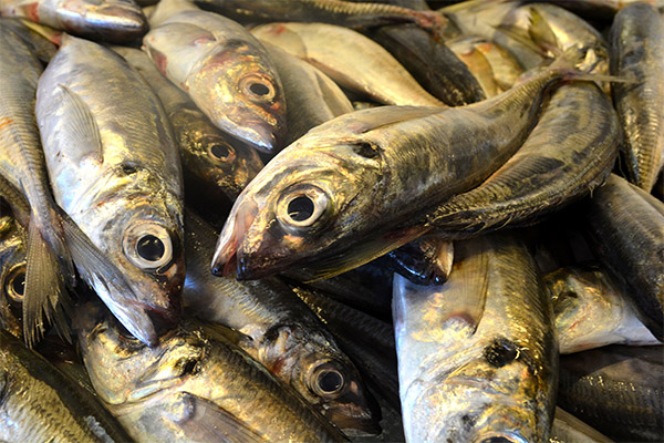 Interessante fakta om sardin