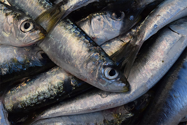 Cum se alege și se păstrează sardine
