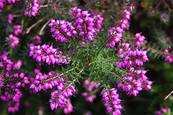 The magical properties of heather