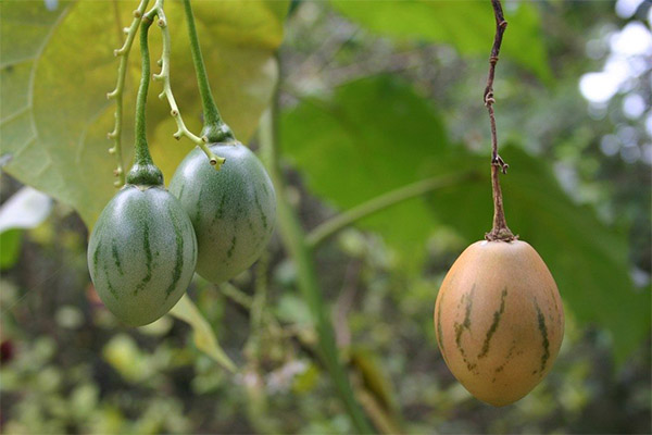Is it possible to grow tamarillo at home
