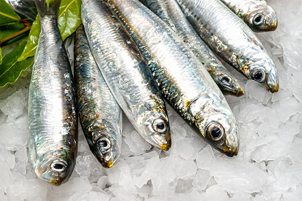 Nyttige egenskaber ved sardiner