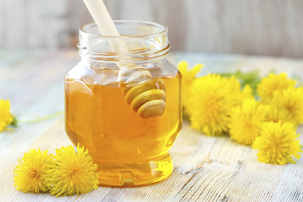 Fordelene og skadene ved mælkebøtte honning