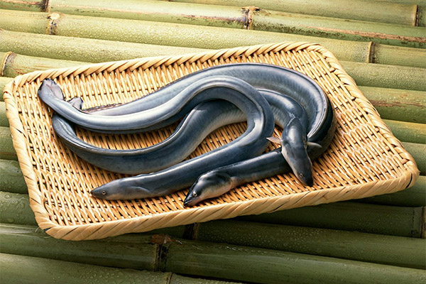 Fördelarna och skadorna av ål