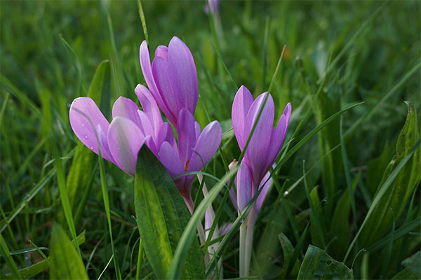 Contraindications to the use of colchicum