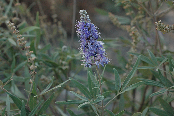 Types of medicinal formulations with Vitex