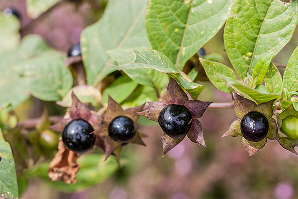 Interesting facts about belladonna