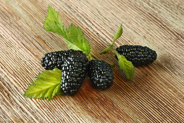 Interesting facts about Mulberry