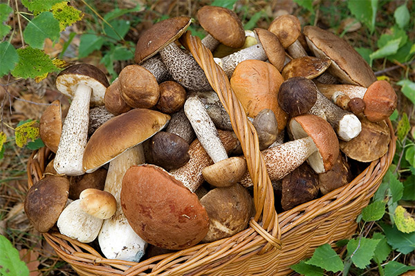 How mushrooms affect the human body