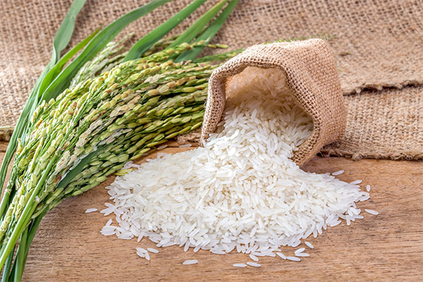 Jak ryż wpływa na ludzkie ciało