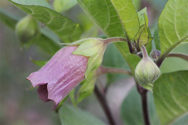 Léčivé vlastnosti belladony