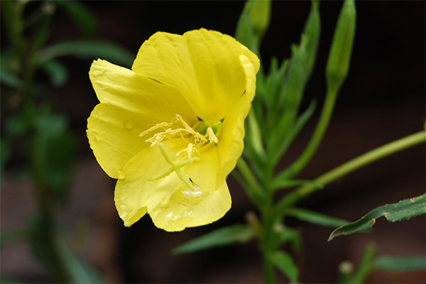 الخصائص العلاجية ل زهرة الربيع المسائية
