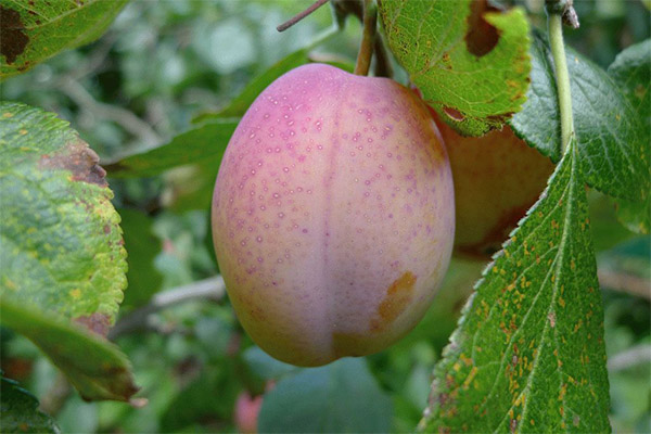 Användningen av Ikako-frukt i folkmedicinen