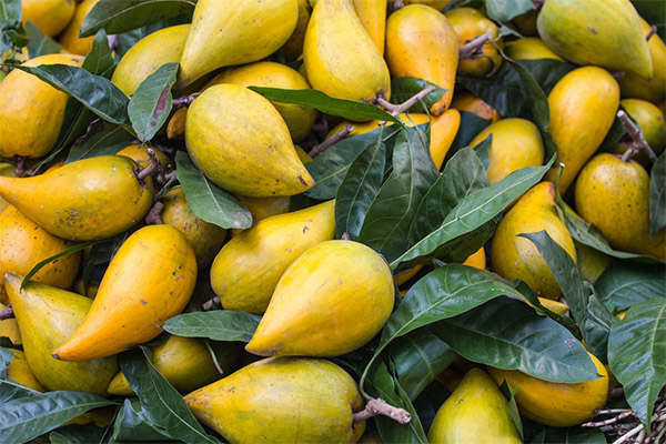 Penggunaan tabung buah dalam perubatan tradisional