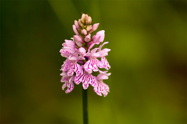 Druhy léčivých látek s orchidejemi