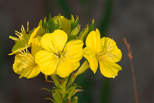 Types of healing compounds with evening primrose