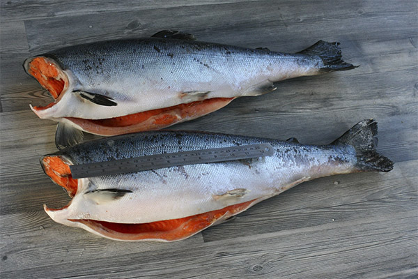 Cara memilih dan menyimpan salmon coho