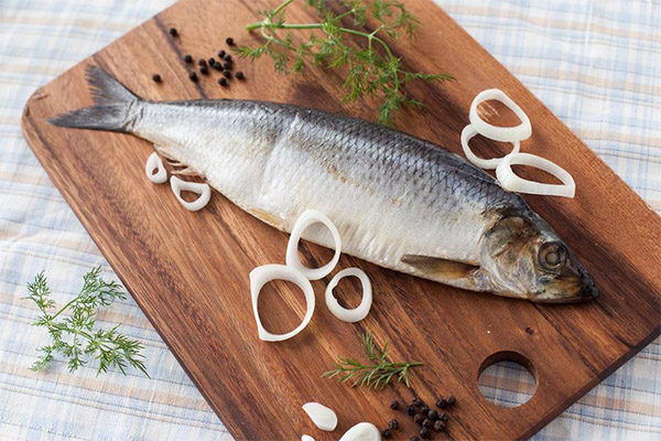 Cara pengambilan herring
