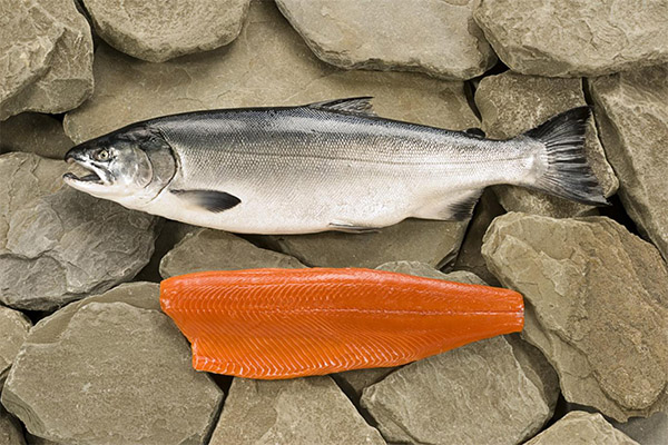 Výhody a škodlivé účinky coho lososa