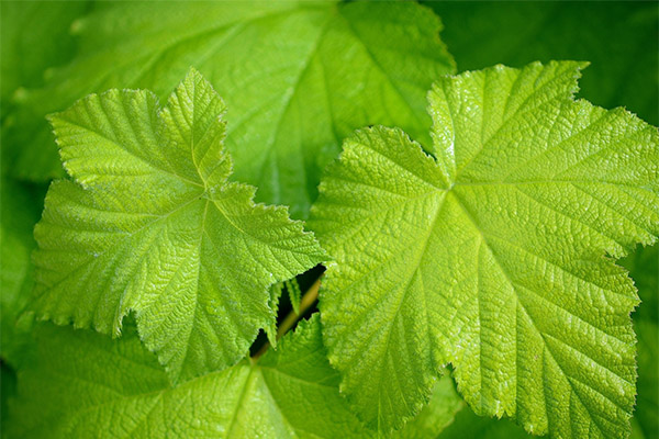 Penggunaan daun anggur dalam perubatan rakyat