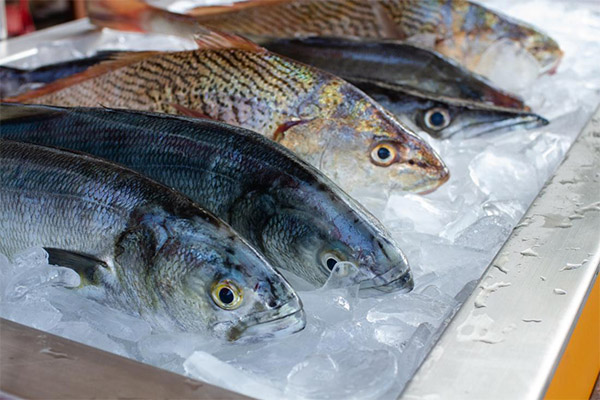כמה דגים מופשרים מאוחסנים במקרר