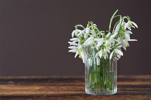 Types of medicinal compounds with snowdrop